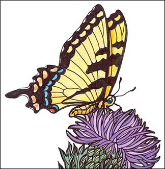 Cirsium Season by Kim Russell | Tiger Swallowtail Butterfly