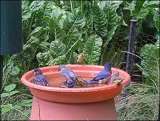 Bluebirds Bathing