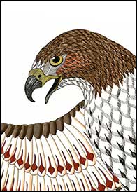 AllHis Glory by Kim Russell | Red-tailed Hawk 