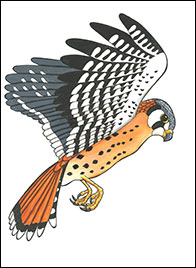 Hovering Kestrel Drawing by Kim Russell