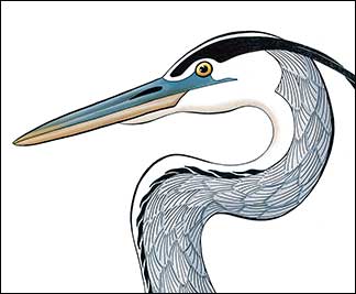 In Harmony by Kim Russell | Detail of Great Blue Heron