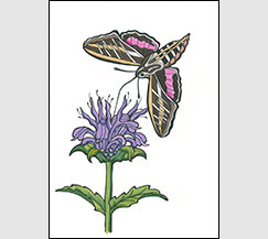Mistaken Identity by Kim Russell | Hummingbird Moth and Bee Balm