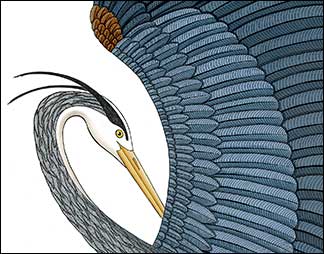 Great Blue on the Wing Detail by Kim Russell | Great Blue Heron