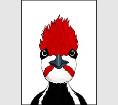 Woody by Kim Russell | Pileated Woodpecker Portrait