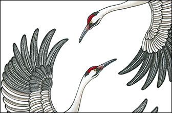Realistic redcrowned crane in different flying poses vector set detailed bird  drawing concept  CanStock