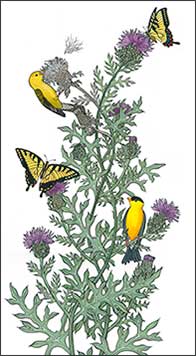 Cirsium Season by Kim Russell | Goldfinches Thistle Tiger Swallowtail Butterfly