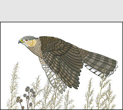 Coop by Kim Russell | Cooper's Hawk'