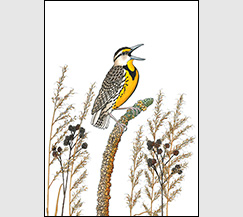 Prairie Song by Kim Russell | Meadowlark