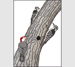 Trio by Kim Russell | Downy, Hairy and Red-bellied Woodpeckers