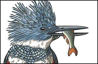 Fisher Queen by Kim Russell | Belted Kingfisher